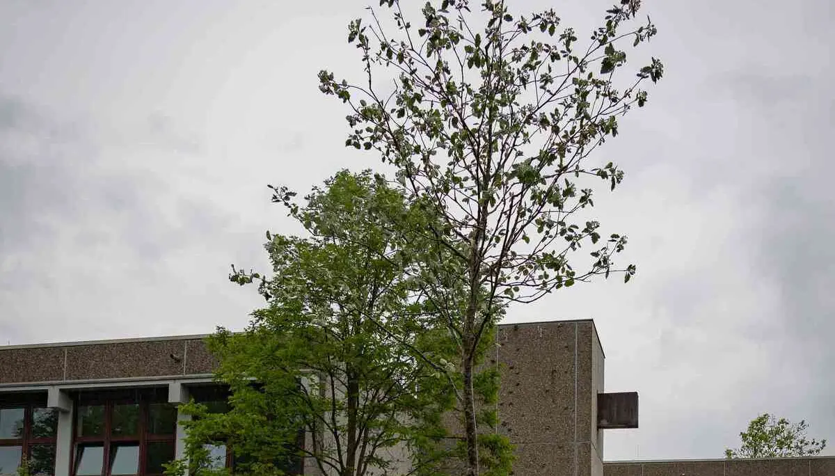 Klimabaum, Stadt Haar | © Janina Ruthenkolk, Stadt Haar
