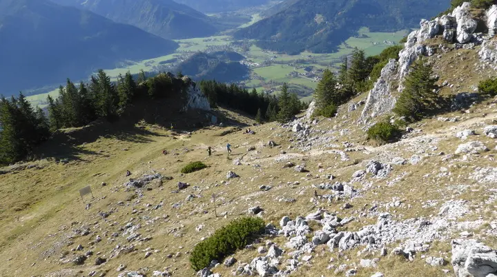 Absatge Bergwichtel | © Werner Ittner, Sektion Haar